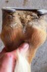 Notice hairline at heel bulbs is uneven...not OK!