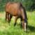 Matt's Mac (OTTB) - my Copper Penny