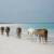 Wild Horses -  Pink Sands Beach, Harbour Island, Eleuthra, Bahamas