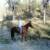 Dixie Lou (TWH) - owned and loved by Jackie - Whiskeytown NRA