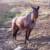 Sierra Sue, Mustang - owned and loved by Nicole.