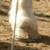 Persistant toe crack and flared hoof wall. Can you see how the long flared toe in combination with the toe clip only ads to the leveraging forces on the crack.