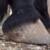 Healthy well developed hoof.