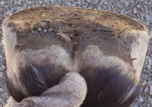 Healthy Hoof