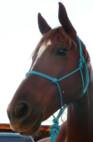 Dixie Lou