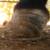Foundered Welsh Pony - tall and contracted heels, growth rings indicated diet/health problems.