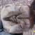 Notice crack between heel bulbs - I was able to bury my hoof pick in there...this is THRUSH GONE CRAZY! Extremely painful, like walking on an open wound, and will definitely cause toe first landings.