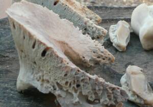 Coffin and Navicular Bones