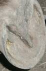 Hind Hoof