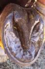 Healthy Frog