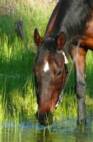 Gypsy (QHx)