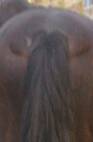 Notice Fat Pads Around Tail Head (Welsh Pony)